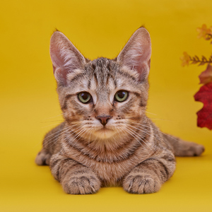 Tommy (Томми), кошки и котята Pixiebob (пиксибоб)