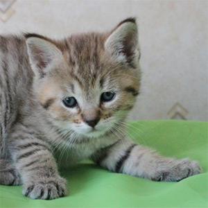 Dekabr(Декабрь), кошки и котята Pixiebob (пиксибоб)