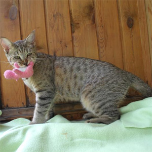 Dekabr(Декабрь), кошки и котята Pixiebob (пиксибоб)