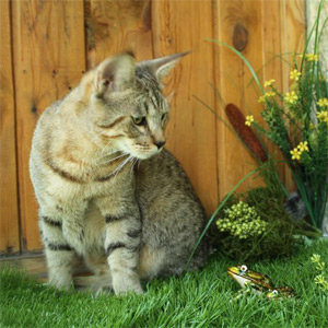 Dekabr(Декабрь), кошки и котята Pixiebob (пиксибоб)