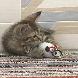 Chen (Чен), кошки и котята Pixiebob (пиксибоб)
