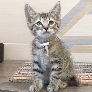 Chen (Чен), кошки и котята Pixiebob (пиксибоб)