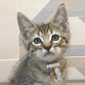 Chen (Чен), кошки и котята Pixiebob (пиксибоб)