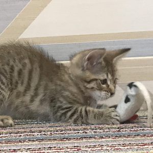 Chen (Чен), кошки и котята Pixiebob (пиксибоб)