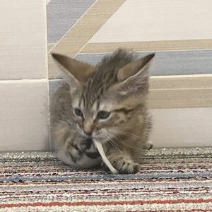 Chen (Чен), кошки и котята Pixiebob (пиксибоб)