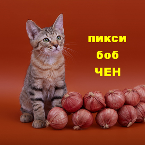 Chen (Чен), кошки и котята Pixiebob (пиксибоб)