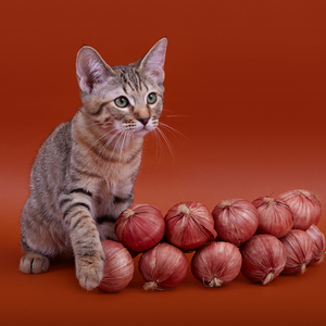 Chen (Чен), кошки и котята Pixiebob (пиксибоб)