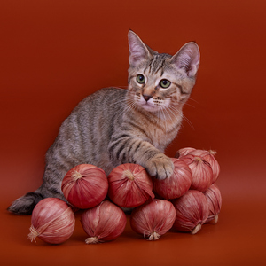 Chen (Чен), кошки и котята Pixiebob (пиксибоб)