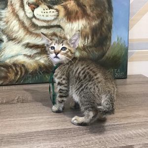 Henry (Генри), кошки и котята Pixiebob (пиксибоб)