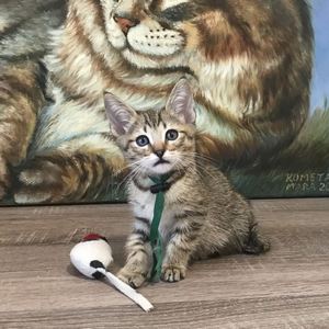 Henry (Генри), кошки и котята Pixiebob (пиксибоб)