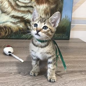 Henry (Генри), кошки и котята Pixiebob (пиксибоб)