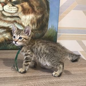 Henry (Генри), кошки и котята Pixiebob (пиксибоб)