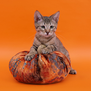 Henry (Генри), кошки и котята Pixiebob (пиксибоб)
