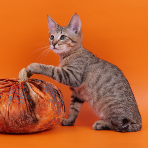 Henry (Генри), кошки и котята Pixiebob (пиксибоб)