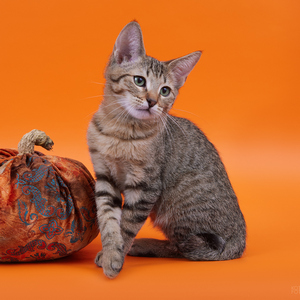 Henry (Генри), кошки и котята Pixiebob (пиксибоб)