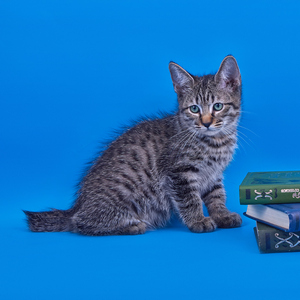 Vancouver (Ванкувер), кошки и котята Pixiebob (пиксибоб)