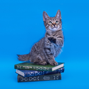 Vancouver (Ванкувер), кошки и котята Pixiebob (пиксибоб)