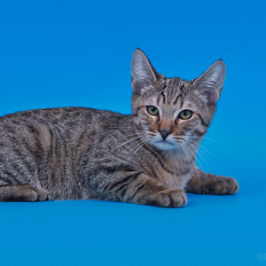 Simba (Симба), кошки и котята Pixiebob (пиксибоб)