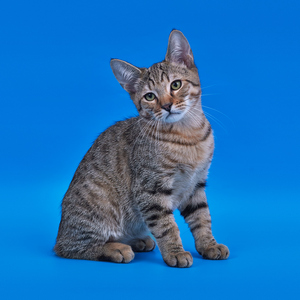 Simba (Симба), кошки и котята Pixiebob (пиксибоб)