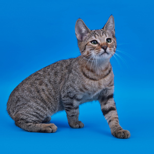 Simba (Симба), кошки и котята Pixiebob (пиксибоб)