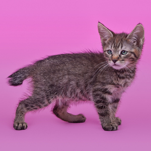 Selinka (Селинка), кошки и котята Pixiebob (пиксибоб)