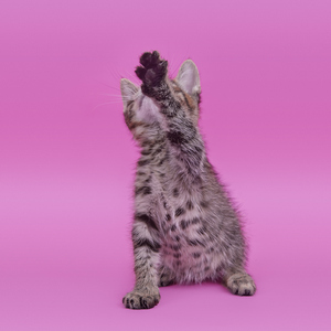 Selinka (Селинка), кошки и котята Pixiebob (пиксибоб)
