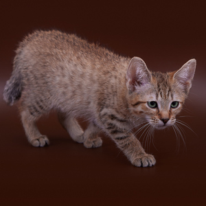 Curcuma (Куркума), кошки и котята Pixiebob (пиксибоб)