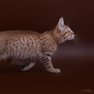 Curcuma (Куркума), кошки и котята Pixiebob (пиксибоб)