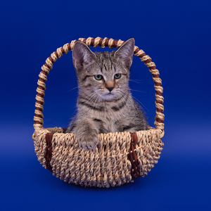 , кошки и котята Pixiebob (пиксибоб)