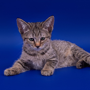 , кошки и котята Pixiebob (пиксибоб)