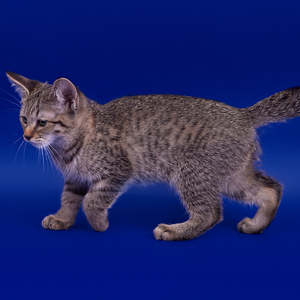 , кошки и котята Pixiebob (пиксибоб)