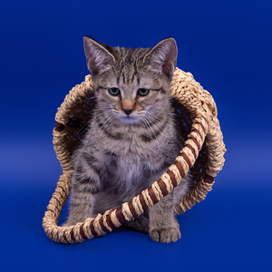 , кошки и котята Pixiebob (пиксибоб)