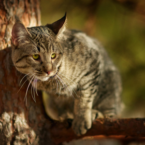 , кошки и котята Pixiebob (пиксибоб)