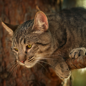 , кошки и котята Pixiebob (пиксибоб)