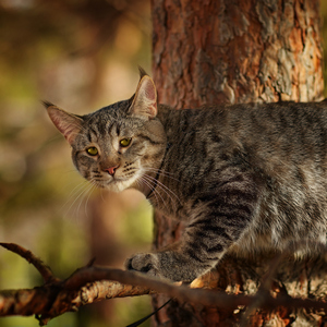 , кошки и котята Pixiebob (пиксибоб)