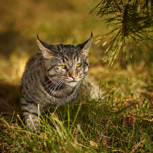, кошки и котята Pixiebob (пиксибоб)