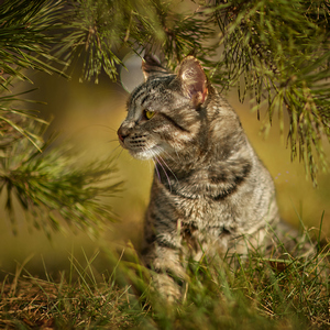 , кошки и котята Pixiebob (пиксибоб)