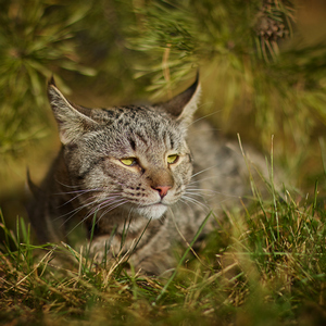 , кошки и котята Pixiebob (пиксибоб)