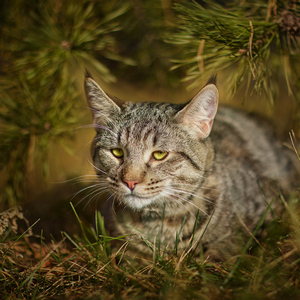 , кошки и котята Pixiebob (пиксибоб)