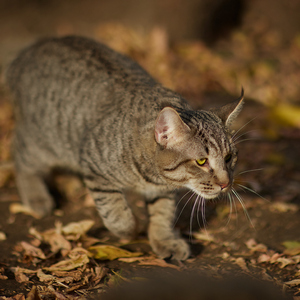 , кошки и котята Pixiebob (пиксибоб)