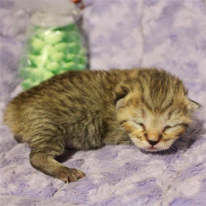 Fevral(Февраль), кошки и котята Pixiebob (пиксибоб)