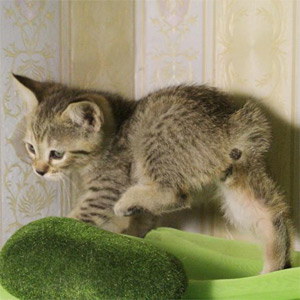 Fevral(Февраль), кошки и котята Pixiebob (пиксибоб)