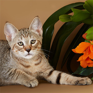 Fevral(Февраль), кошки и котята Pixiebob (пиксибоб)