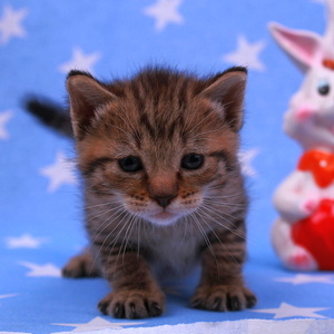 Stilian (Стилиан), кошки и котята Pixiebob (пиксибоб)