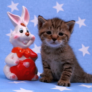 Stilian (Стилиан), кошки и котята Pixiebob (пиксибоб)