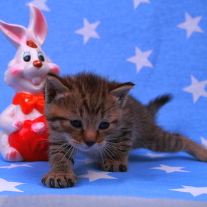 Stilian (Стилиан), кошки и котята Pixiebob (пиксибоб)
