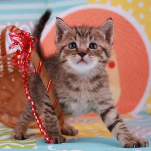 Stilian (Стилиан), кошки и котята Pixiebob (пиксибоб)