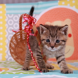 Stilian (Стилиан), кошки и котята Pixiebob (пиксибоб)