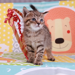 Stilian (Стилиан), кошки и котята Pixiebob (пиксибоб)