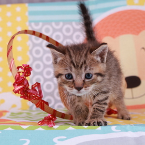 Stilian (Стилиан), кошки и котята Pixiebob (пиксибоб)